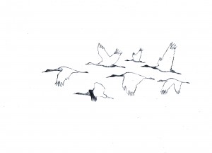 Skizzen von Kranichen in Flugformation