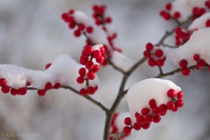 winterberry-ilex-verticillata-c2a9-kim-smith-2014