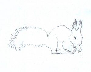 Skizze Eichhörnchen